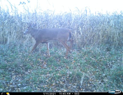 XXX 230th, Minnesota Lake, MN 56068