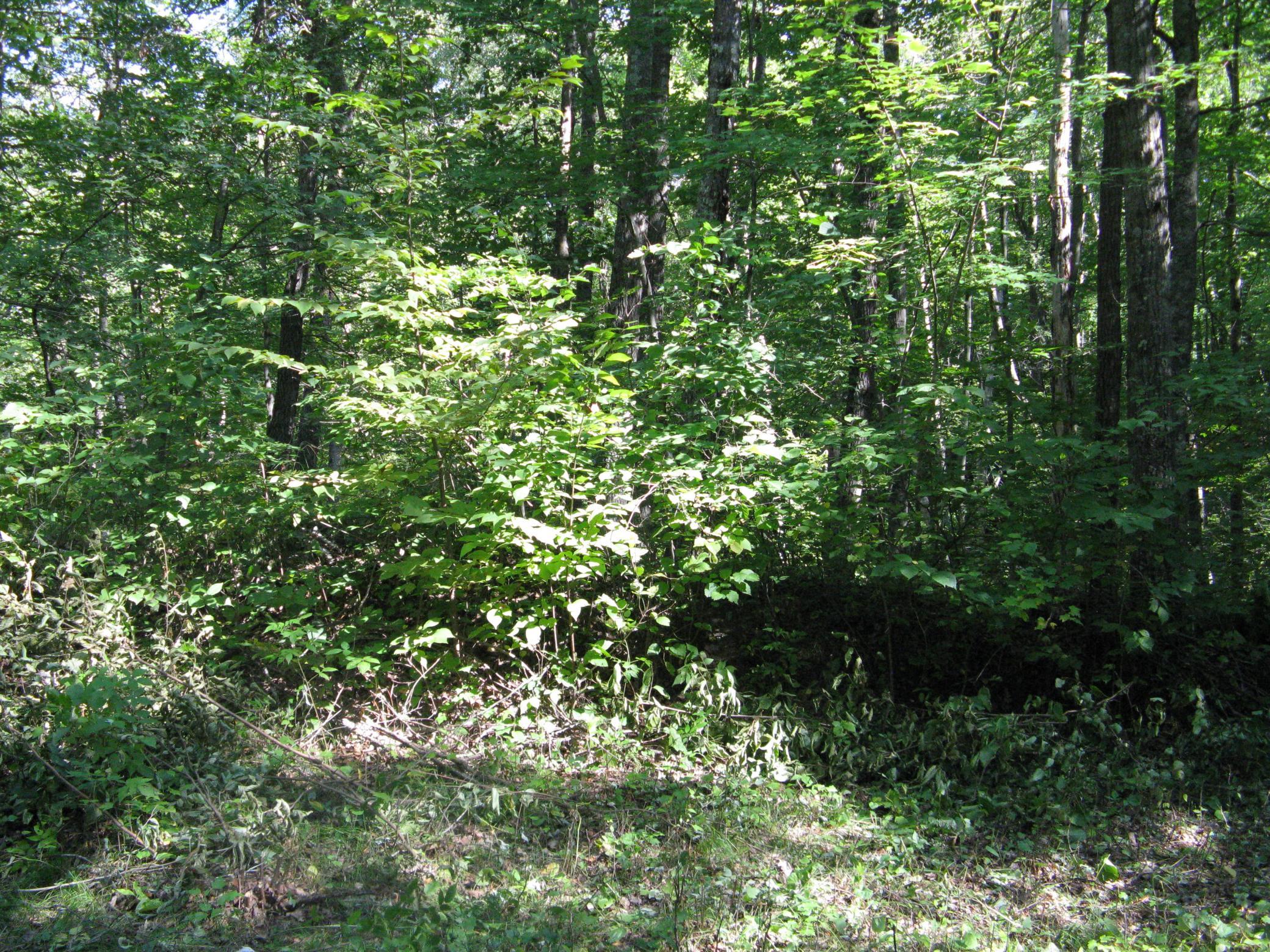 IMG_3768.JPG