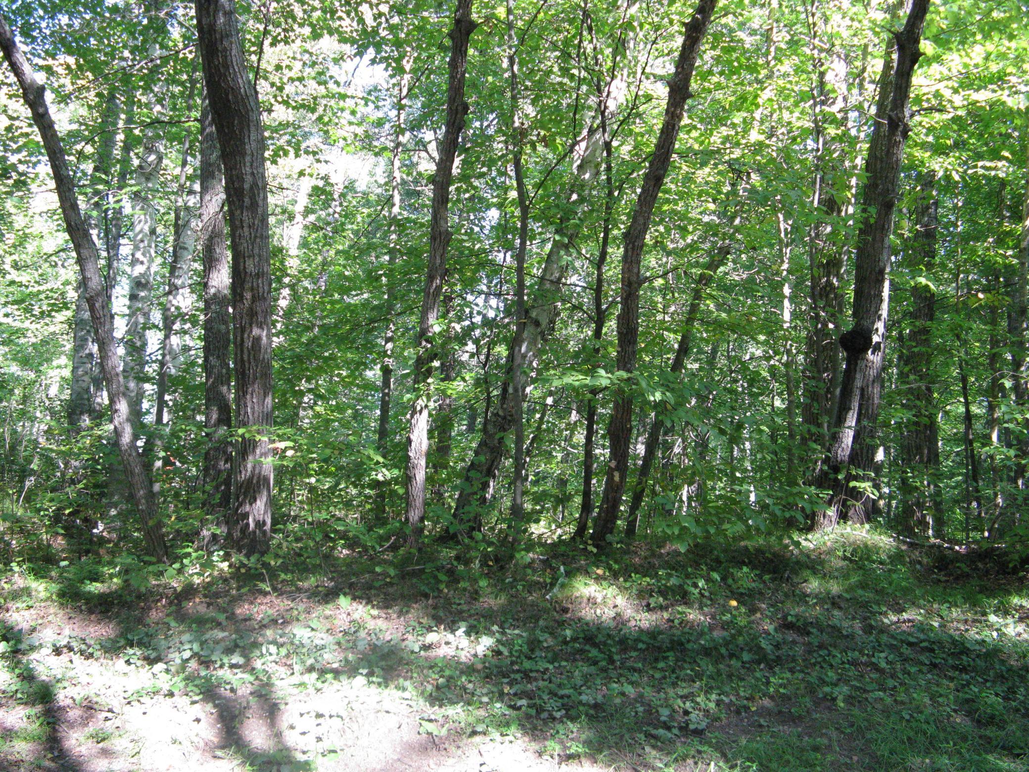 IMG_3771.JPG