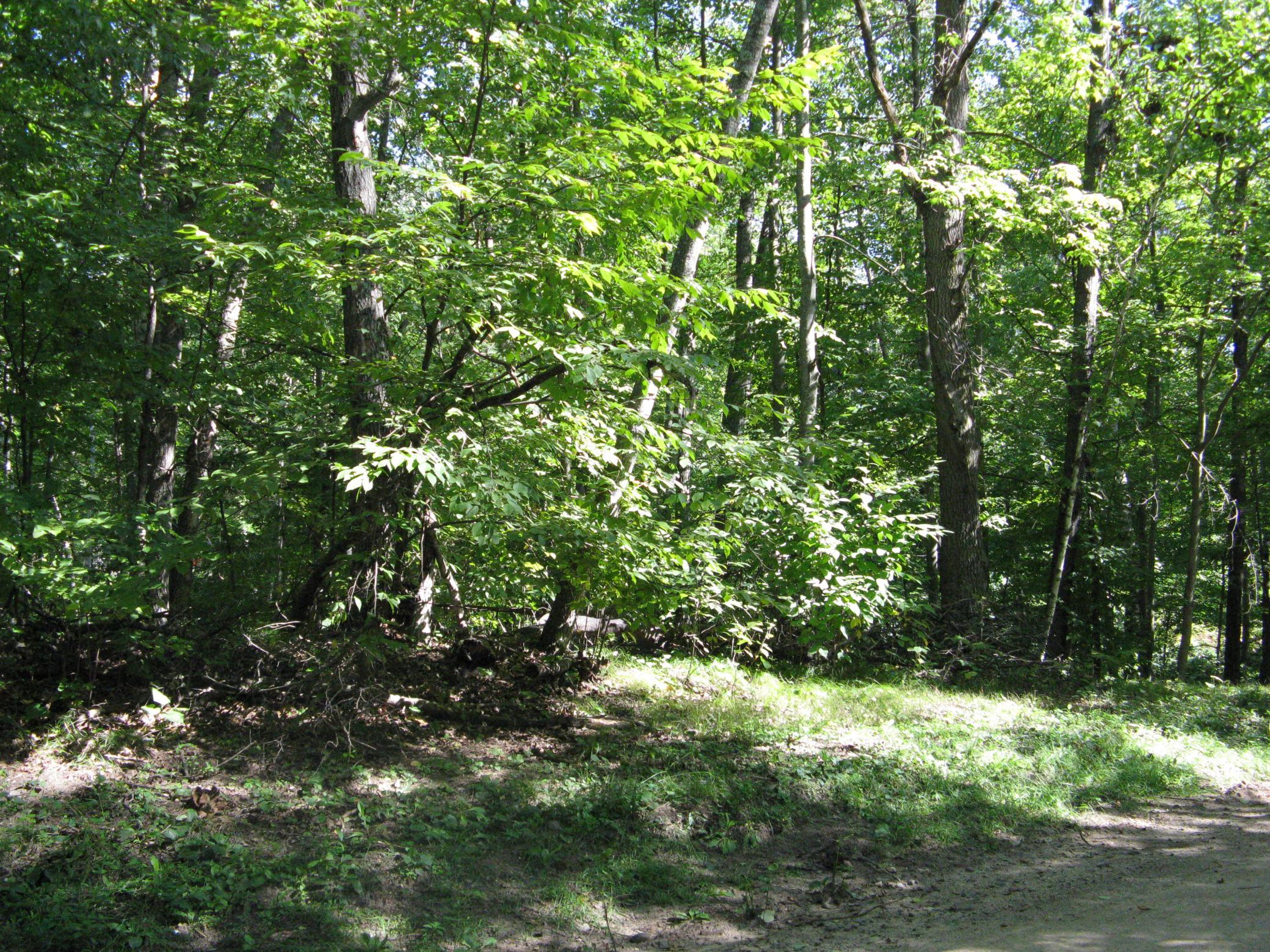 IMG_3772.JPG