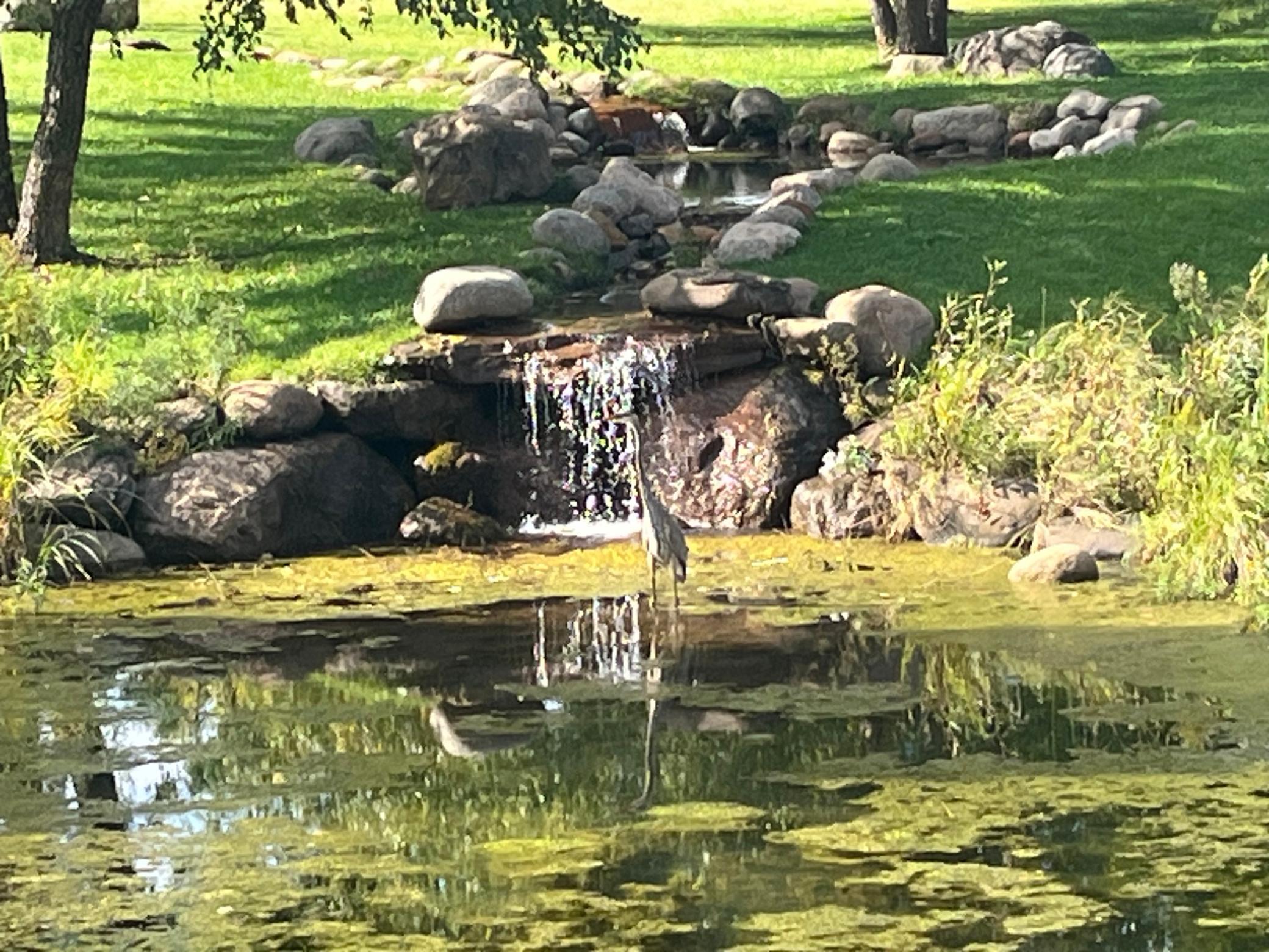 With water features of The Draw Park attract an abundance of wild life to see along the scenic walking paths.