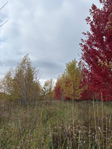 TBD 377th Avenue NW, Dalbo, MN 55017