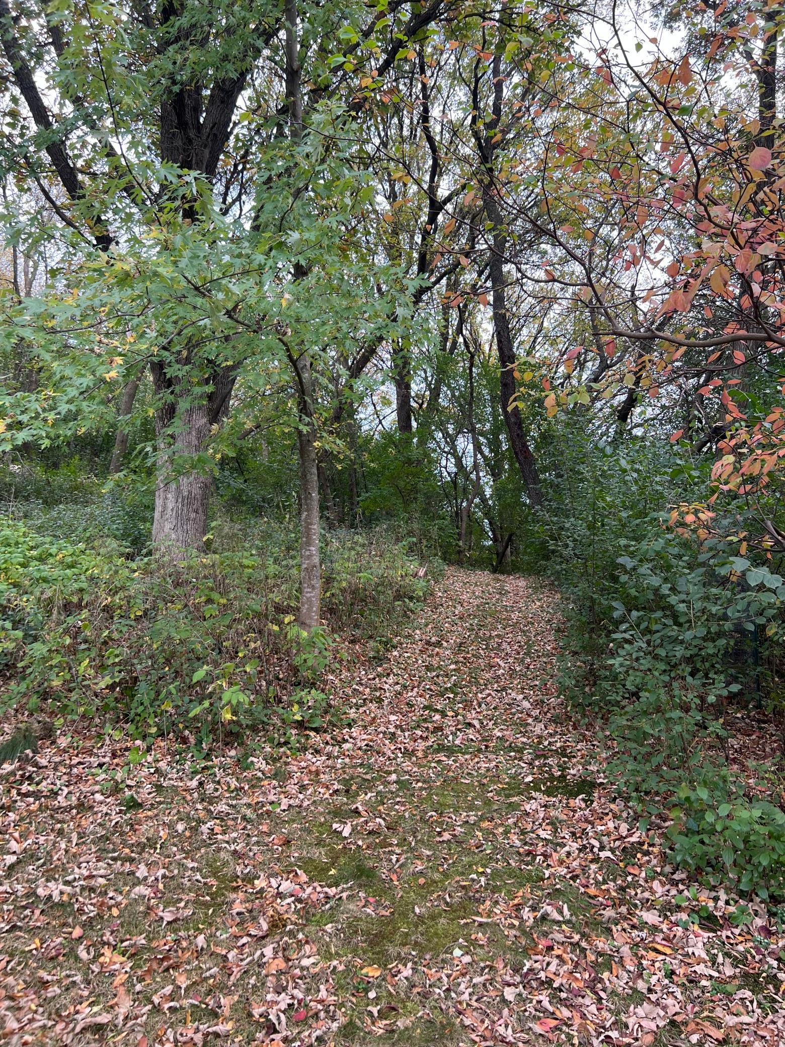 Love the paths in the woods