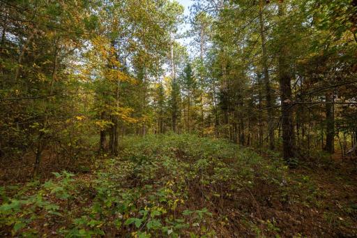 TBD E Prairie Road, Osseo, WI 54758
