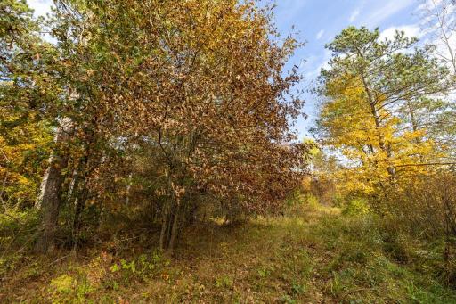 TBD E Prairie Road, Osseo, WI 54758