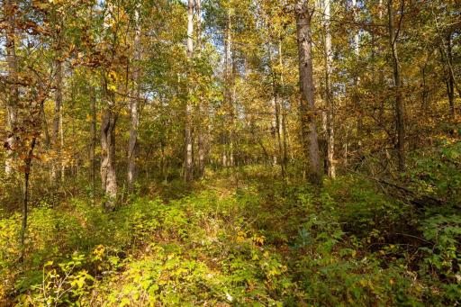 TBD E Prairie Road, Osseo, WI 54758