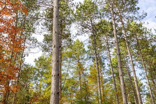 TBD E Prairie Road, Osseo, WI 54758