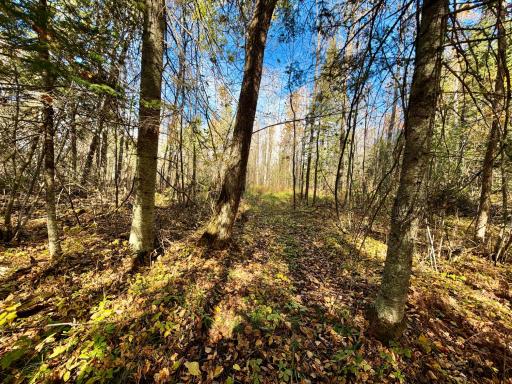 TBD County Road 303, Deer River, MN 56636