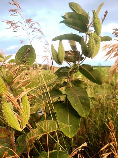 Milkweed with monarch butterfly caterpillar.jpg