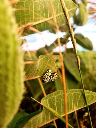 Milkweed with monarch butterfly caterpillar (2).jpg