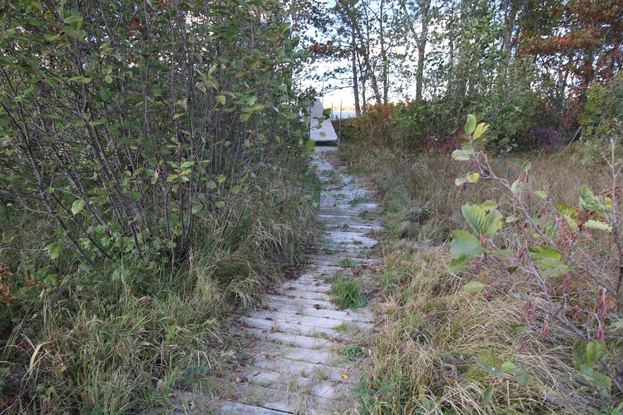 Boardwalk to the lake