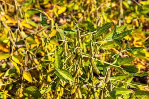 TBD 18 St E, Gardner, ND 58042