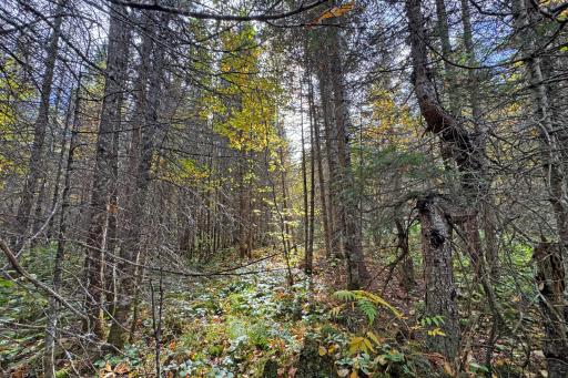 3098 Whyte Road, Two Harbors, MN 55616