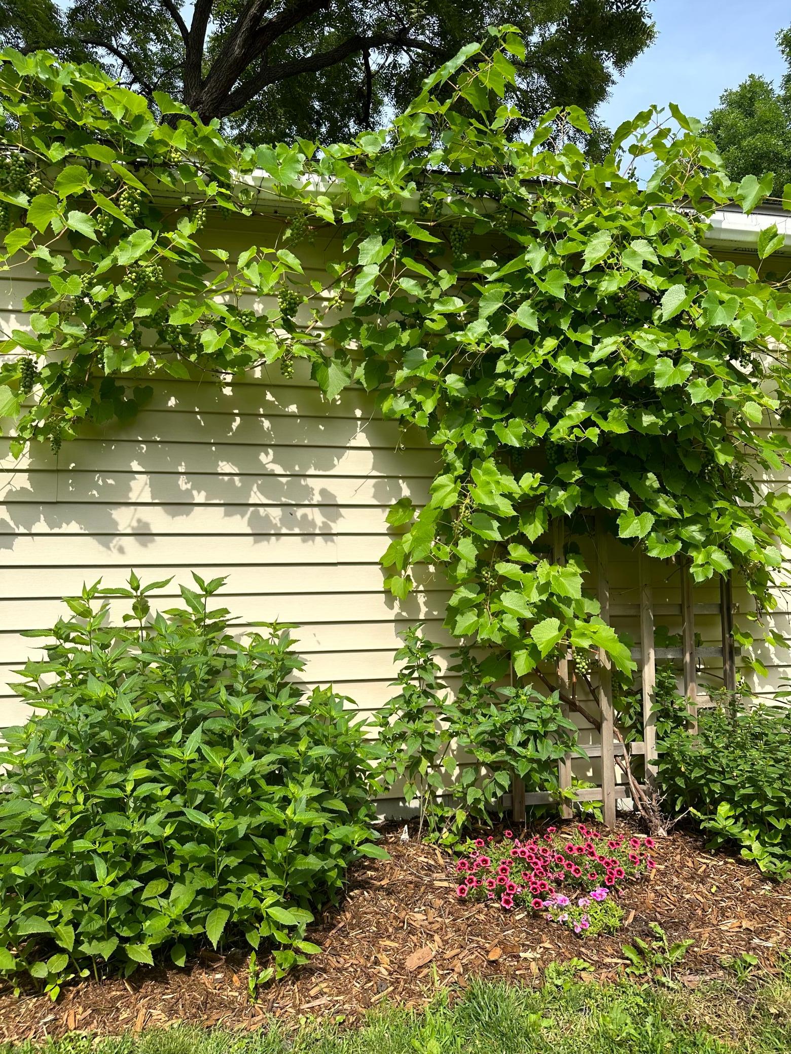 Garden view.