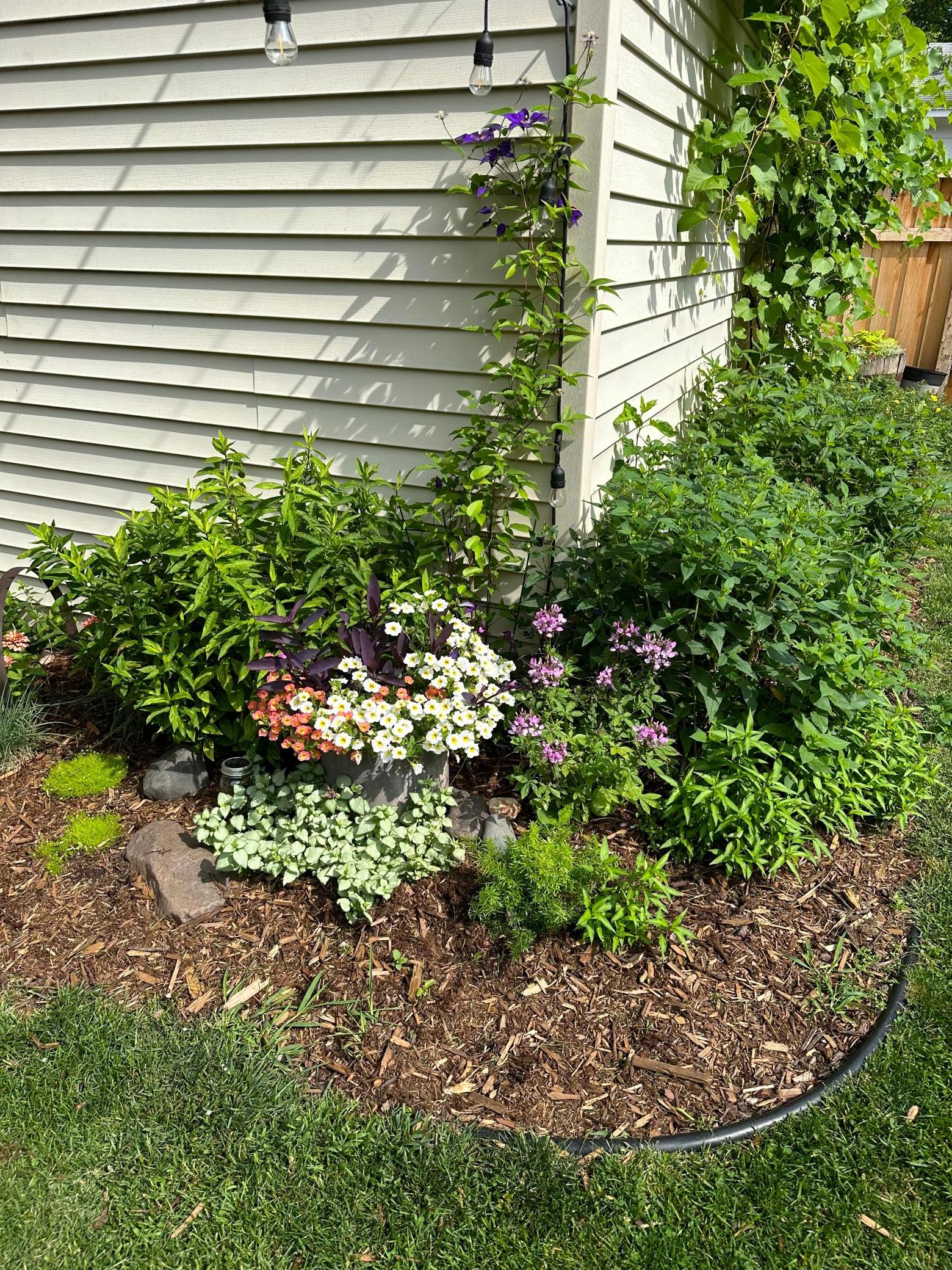 Perennial flowers.