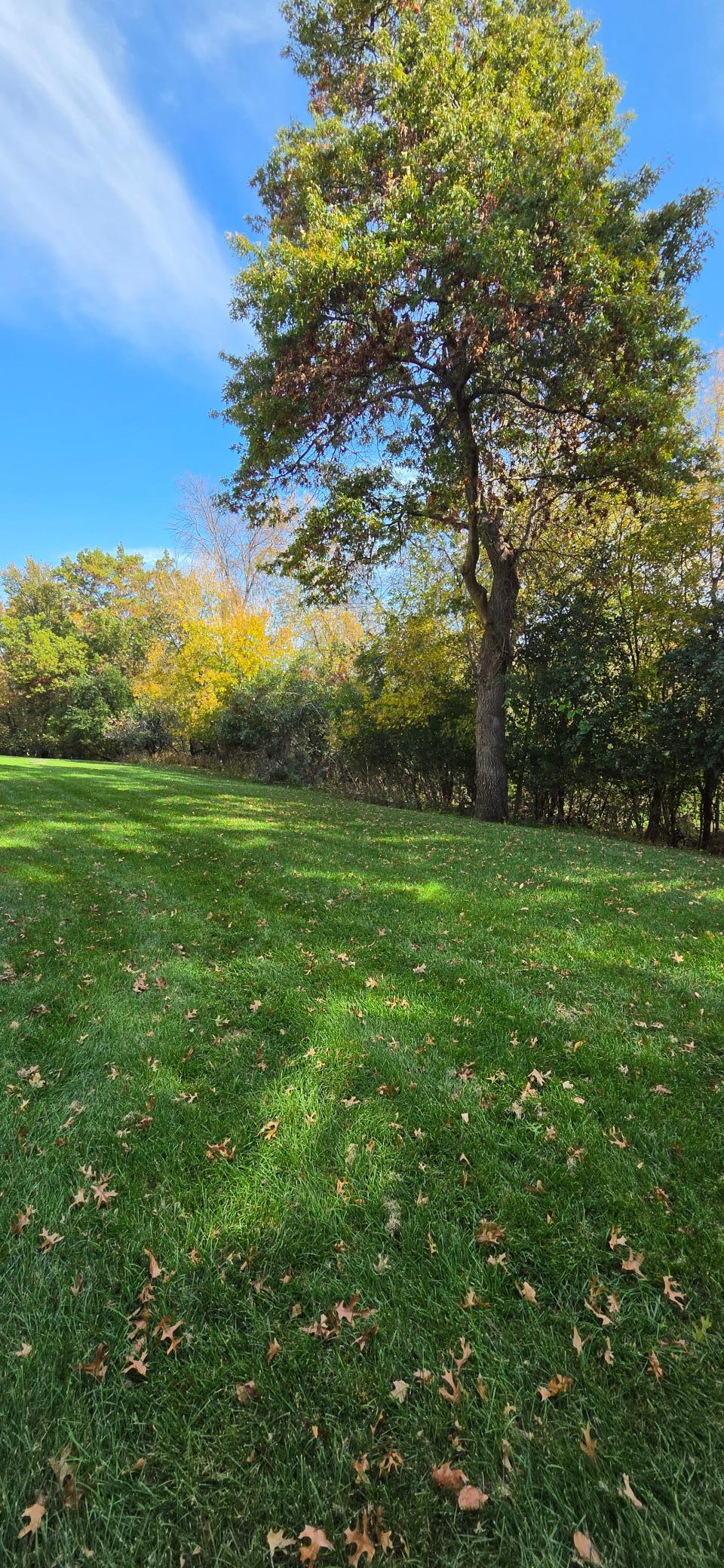 Backyard Grassy Area with Tree Cover
