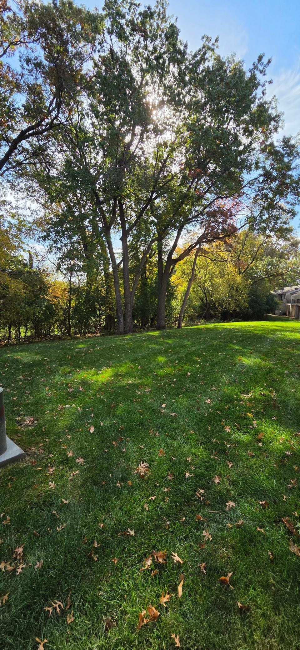 Backyard Grassy Area with Tree Cover