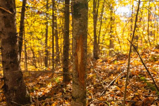 W2621 Goetzke Road, Prentice, WI 54556