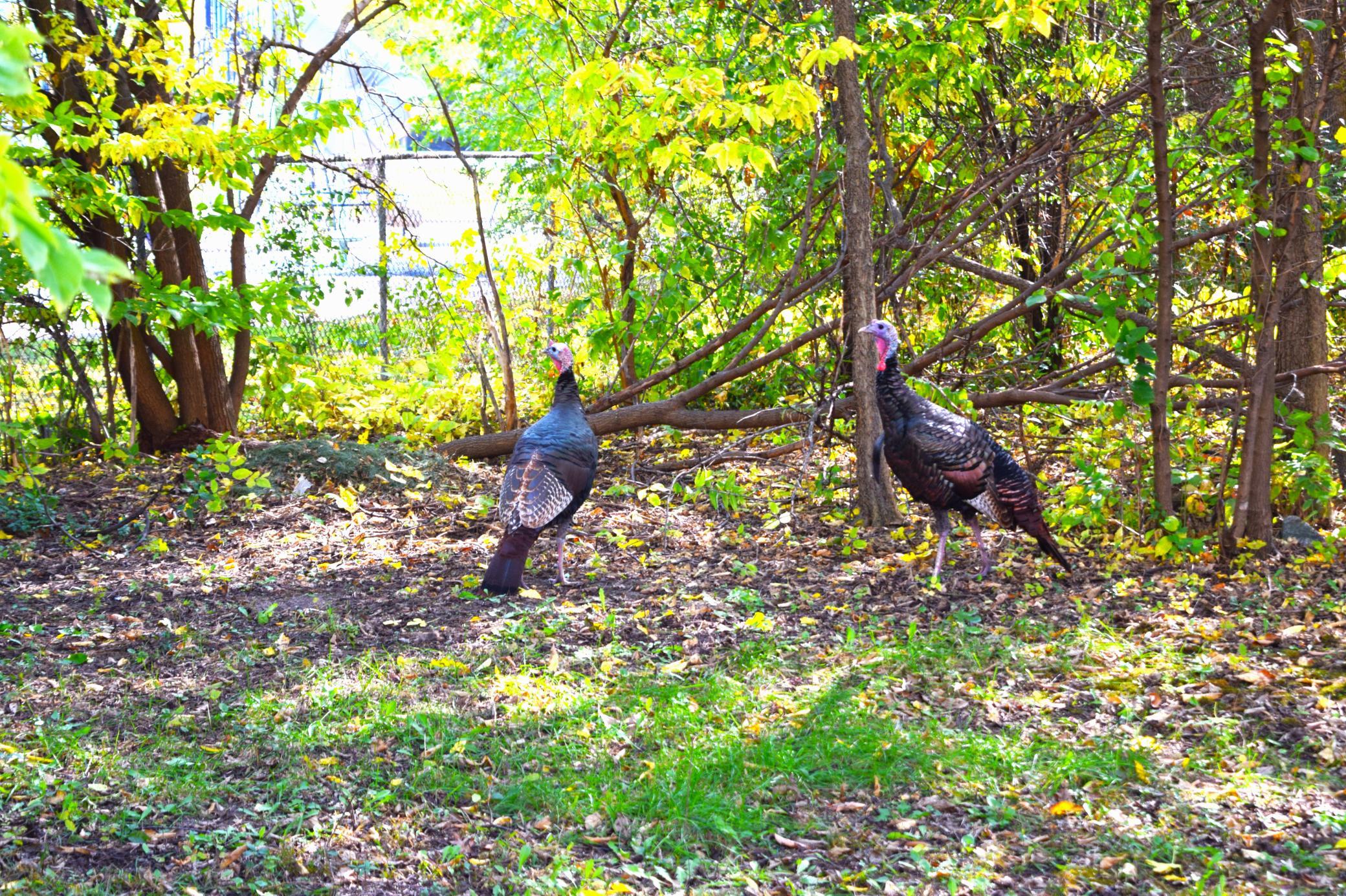 Wildlife out your backdoor!