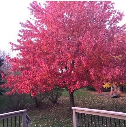 Gorgeous Fall colors
