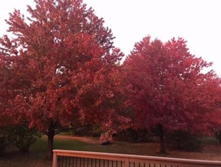 Gorgeous Fall colors