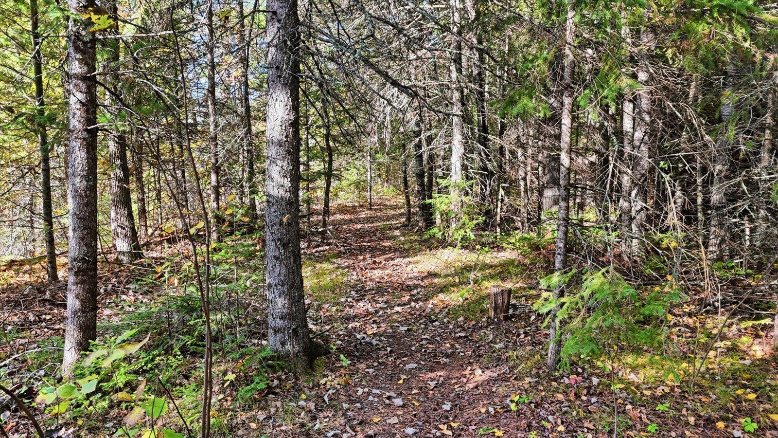 Trail Along the River