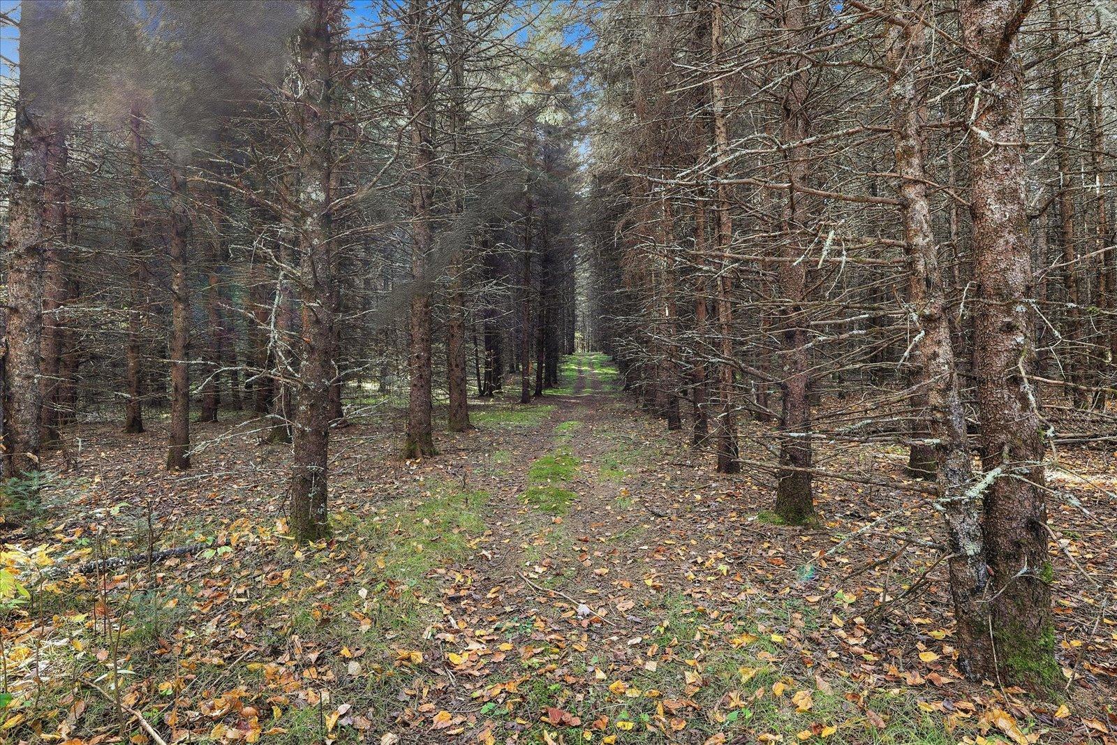 Pine Stand