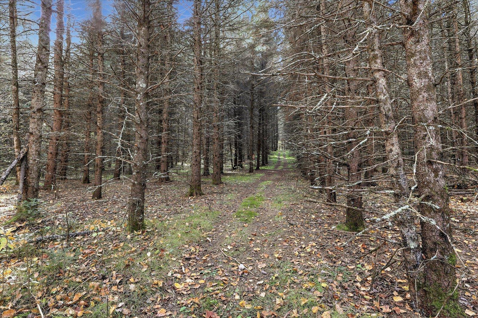 Pine Stand