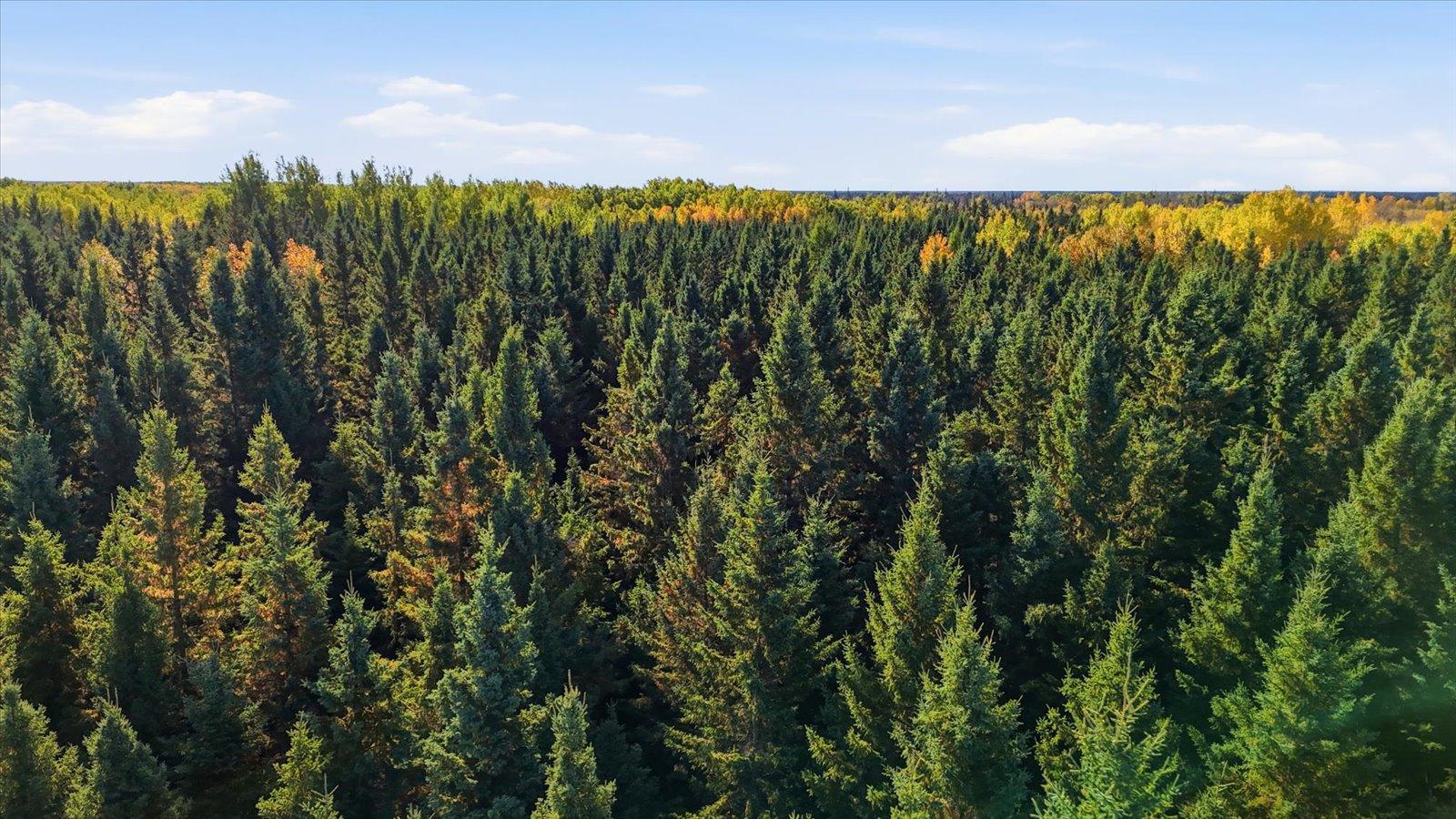 Pine Stand