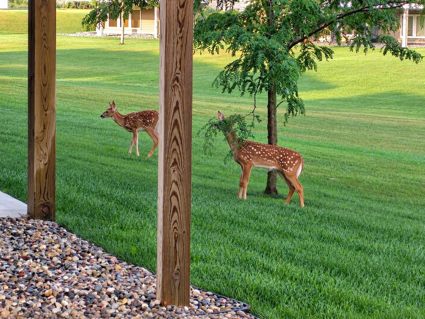 Imagine looking out your window and seeing this! The natural surroundings attract wildlife, including these two young deer.