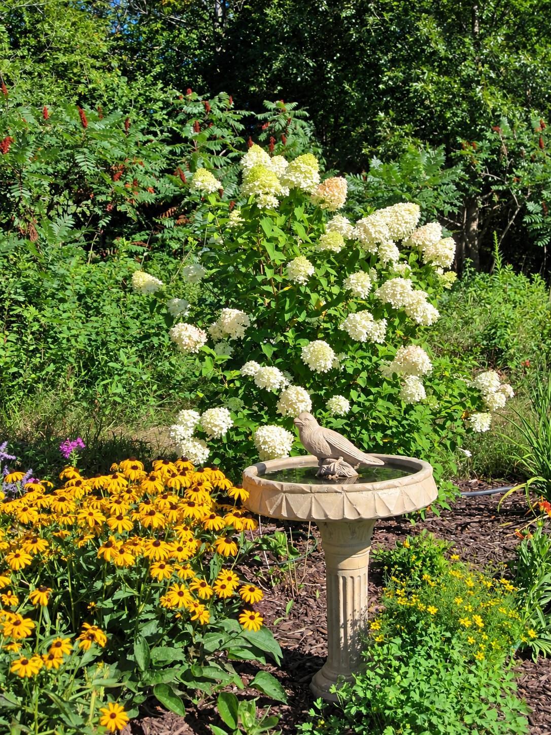 A peaceful garden setting with flowering hydrangeas, colorful perennials and a birdbath that adds to the outdoor enjoyment.