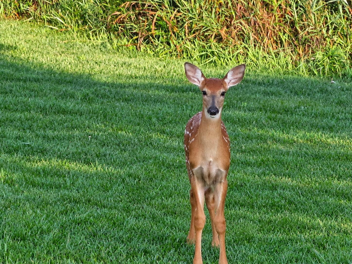 An adorable visitor! Enjoy opportunities to watch wildlife right outside your own home.