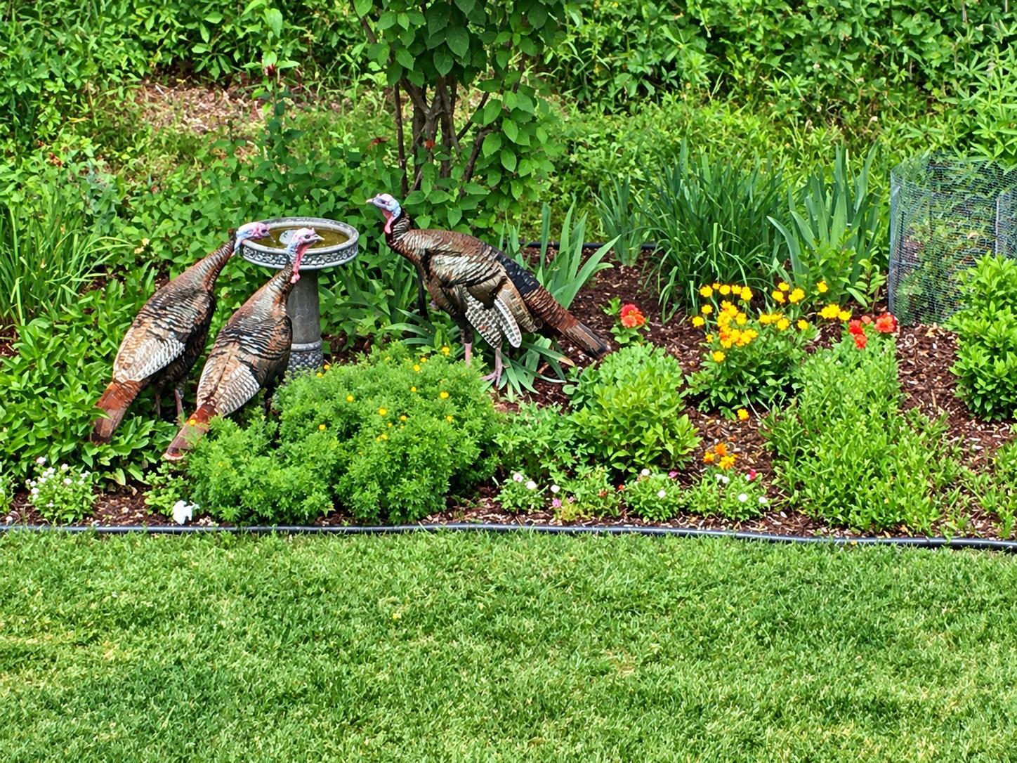 Deer, wild turkeys and other wildlife are part of what makes this wooded setting so enjoyable.