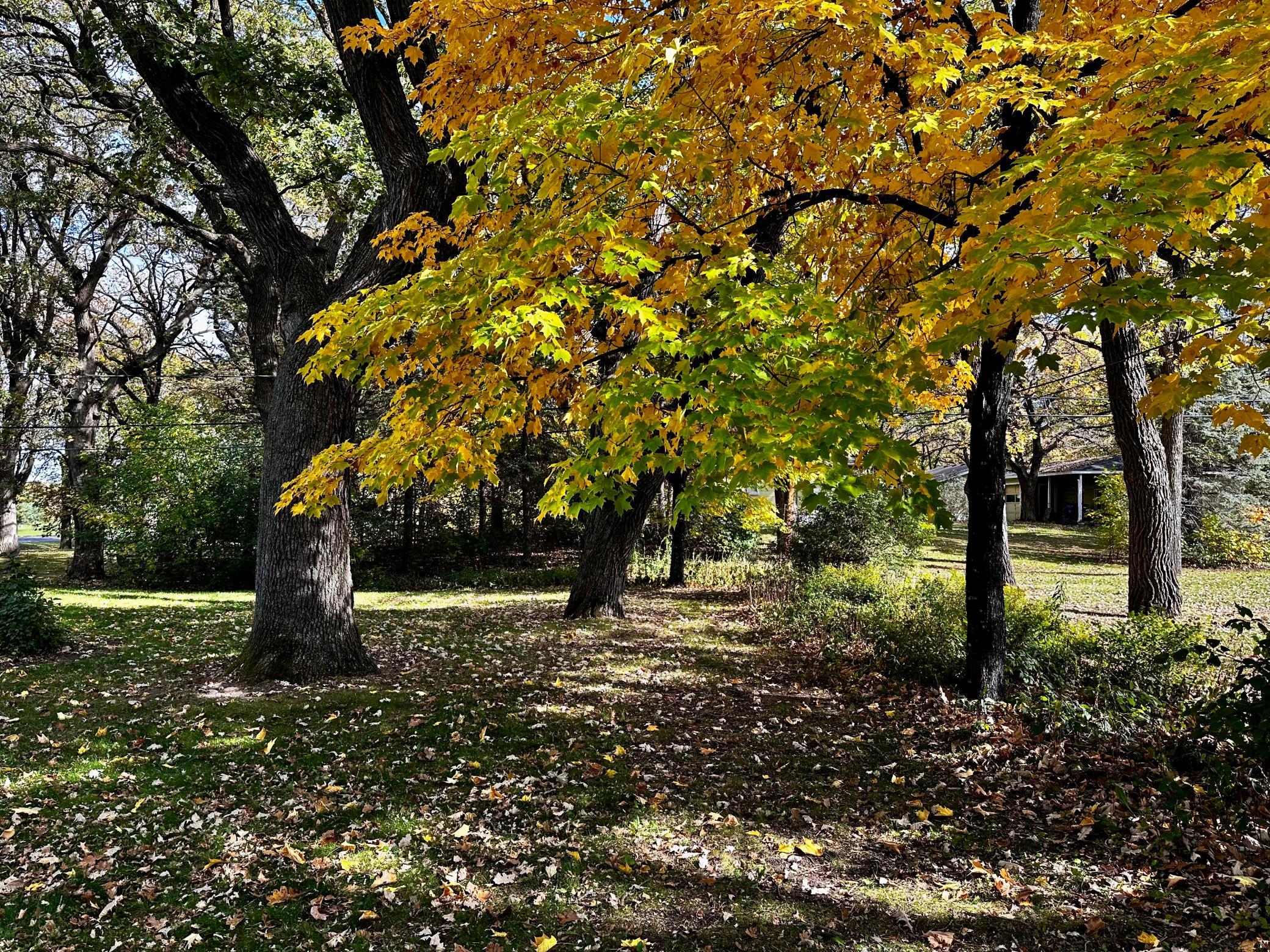 Mature Trees Line the Back Yard