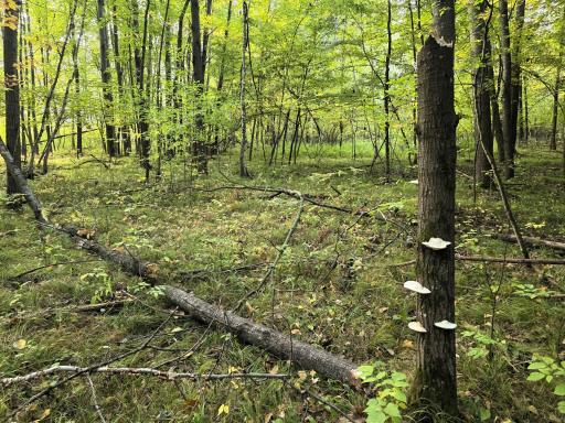3368 N Sawdust Road N, Bruce, WI 54819