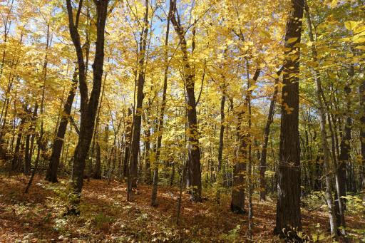 TBD Eagles Landing Court NW, Federal Dam, MN 56641