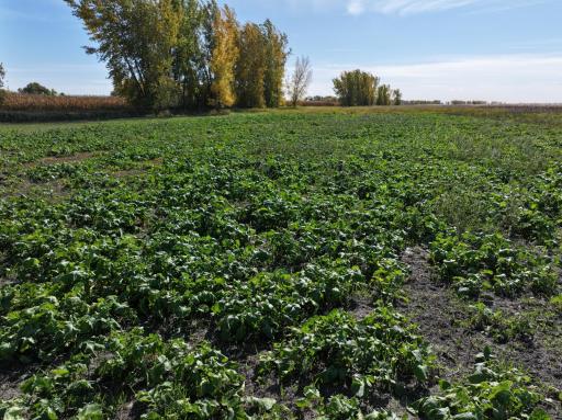 TBD Co Rd 3, Cogswell, ND 58017