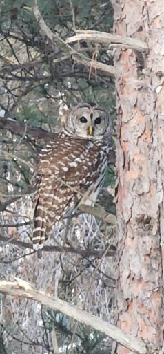 Abundant wildlife on this 12 acre parcel.