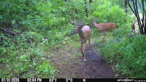 Abundant wildlife on this 12 acre parcel.