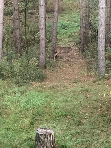 Abundant wildlife on this 12 acre parcel.