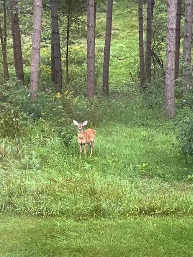Abundant wildlife on this 12 acre parcel.