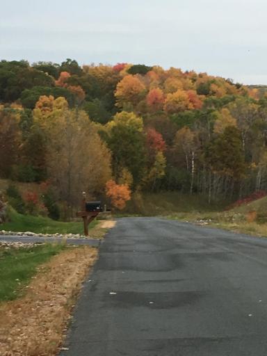 When fall arrives, Birch Park comes alive with color.