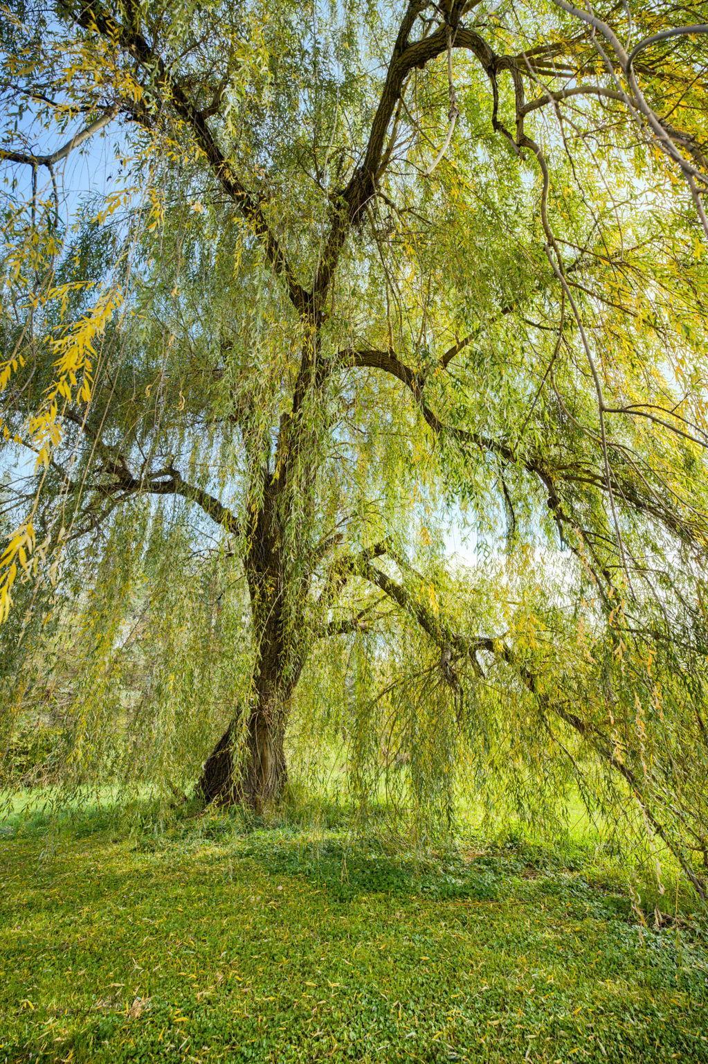 Get Lost in Your Thoughts Under The Trees