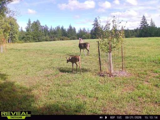 TBD Nylund Road, Cook, MN 55723