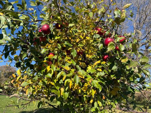 Apple tree on property
