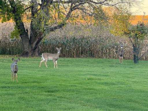 Deer on property