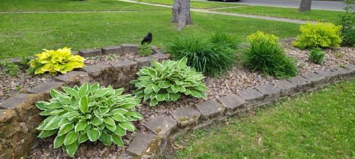 Front Yard Landscaping in Summer