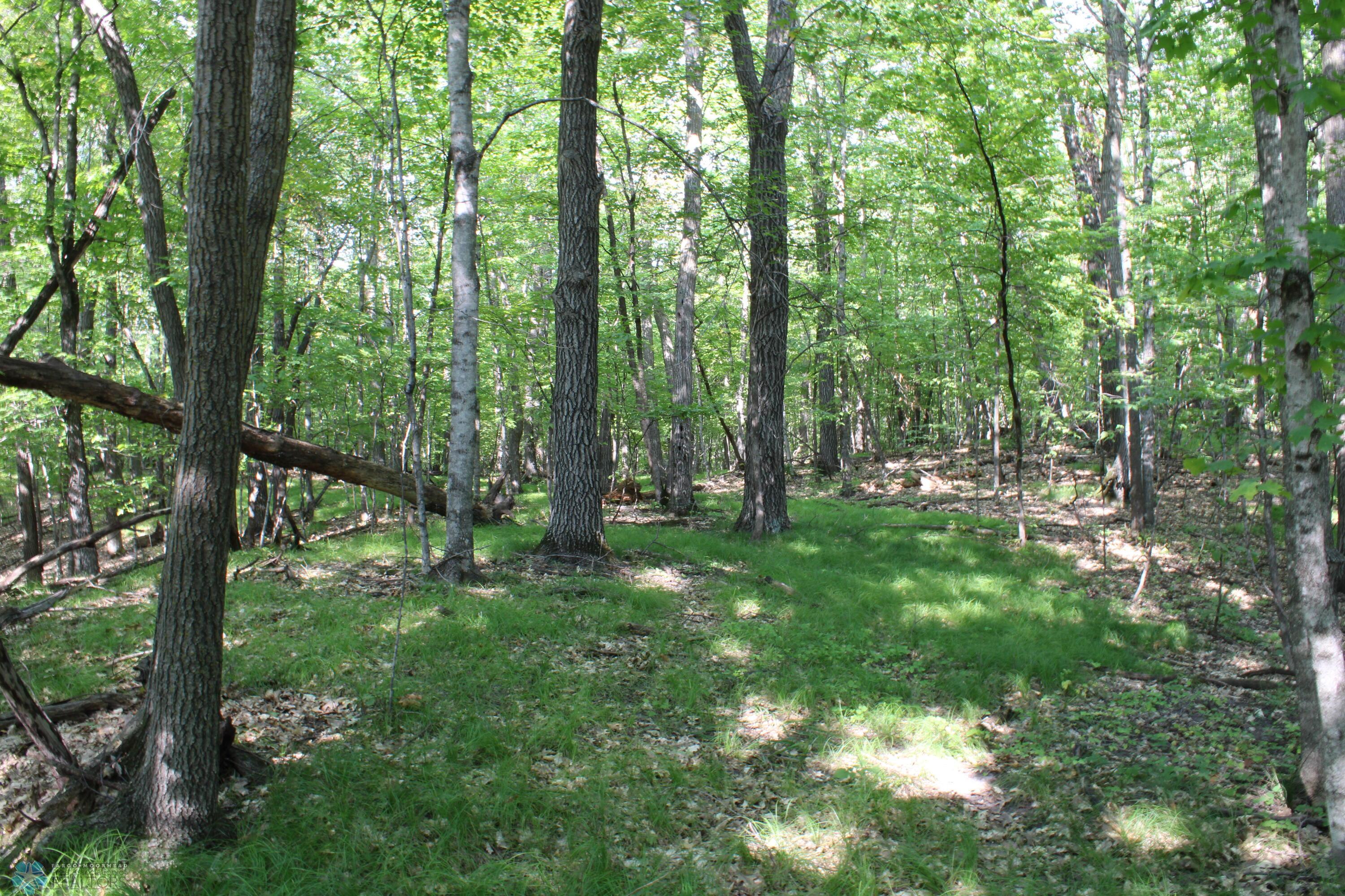 Oaks, Maples, Ash And Apsens