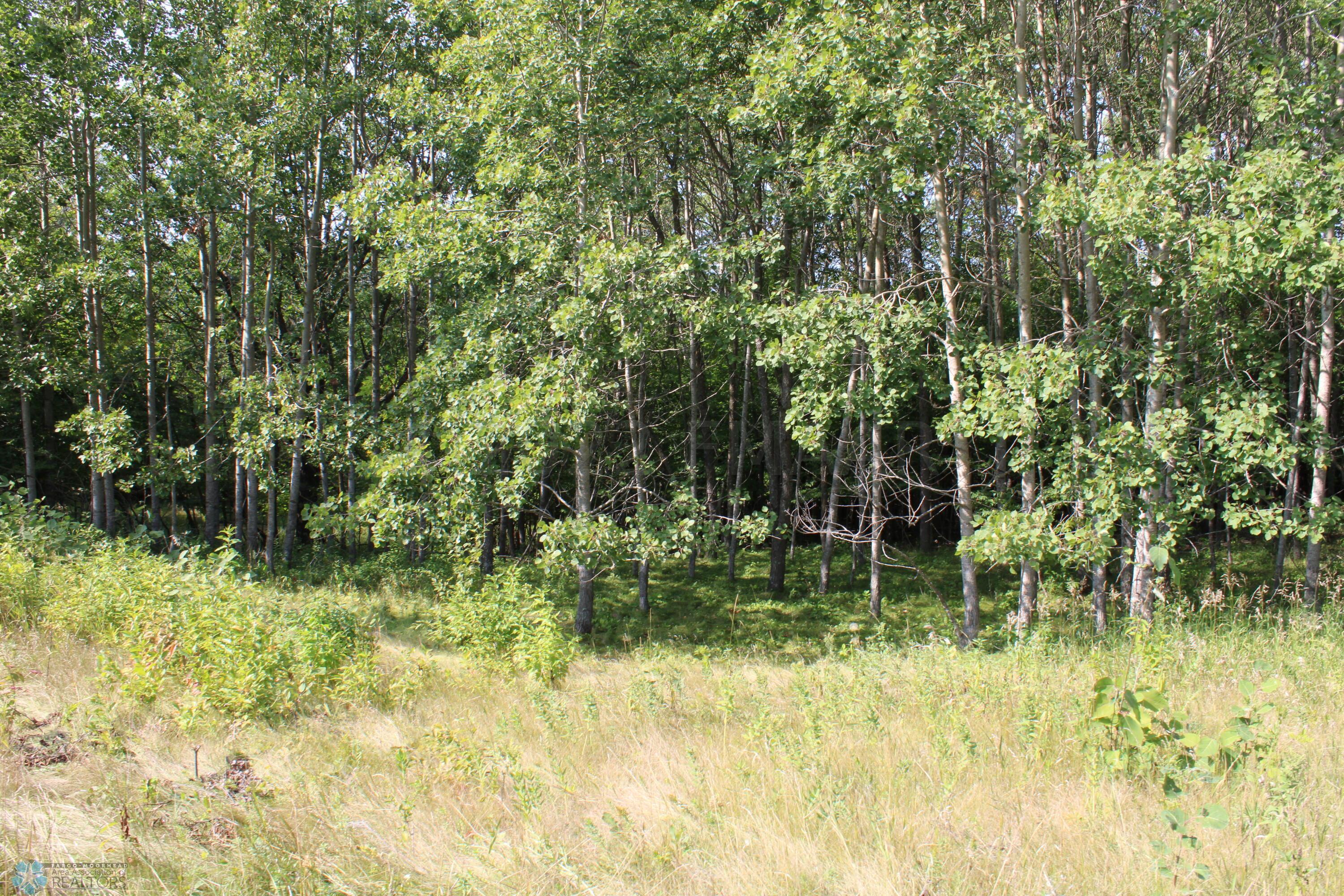 Aspen Stand