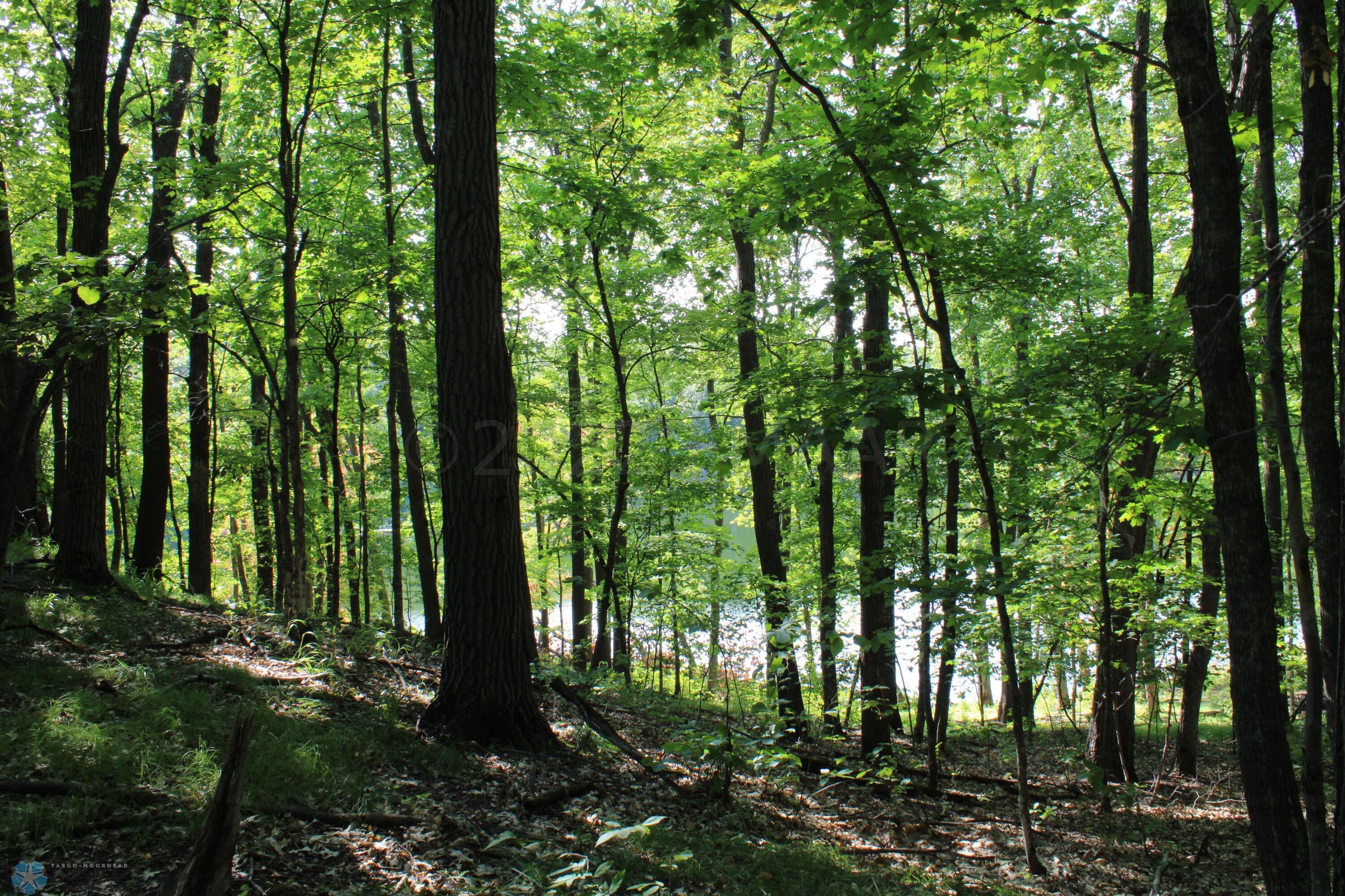 Mature Hardwoods